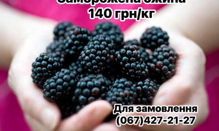 Продам заморожену культивовану ожину (шокова заморозка) - фото № 2