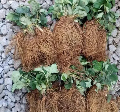 Саженцы клубники Румба ранняя - фото № 1