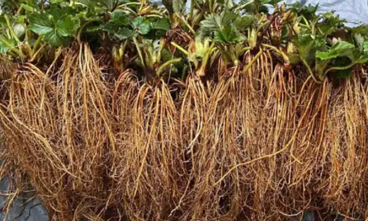 Качественная рассада клубники - фото № 1