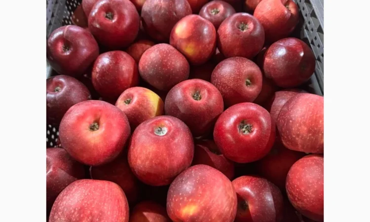 Продажа яблок Чёрный принц - фото № 1