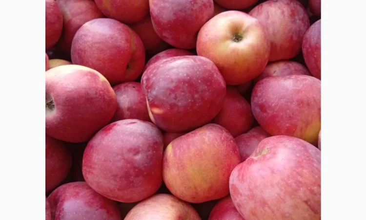 Продаются яблоки различных сортов - фото № 1