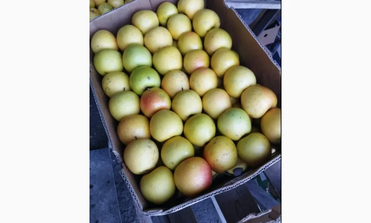 Продаю яблоки Айдарет Голден - фото № 1