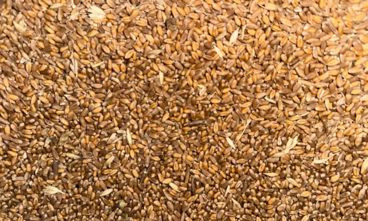 Продается пшеница 4 класса - фото № 1