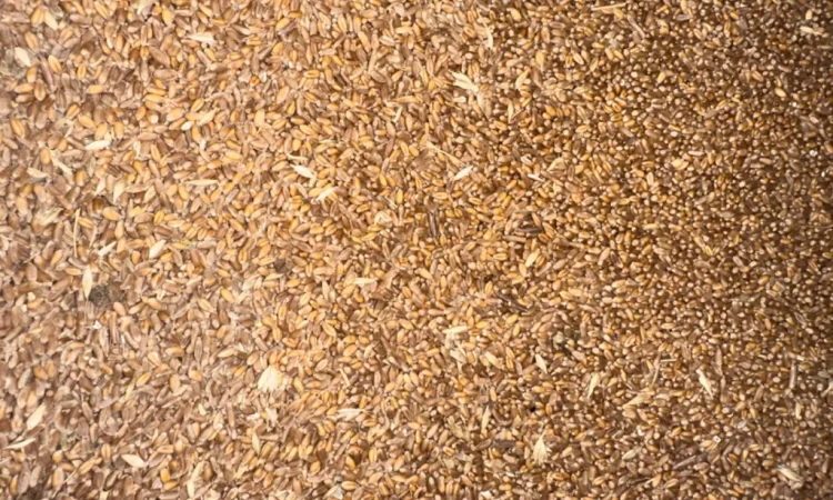 Продается пшеница 4 класса - фото № 2