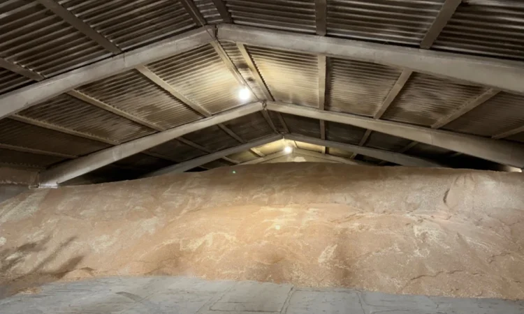 Продается пшеница 4 класса - фото № 3