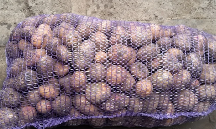 Продаж насіння картоплі Арізона і Пікассо - фото № 1