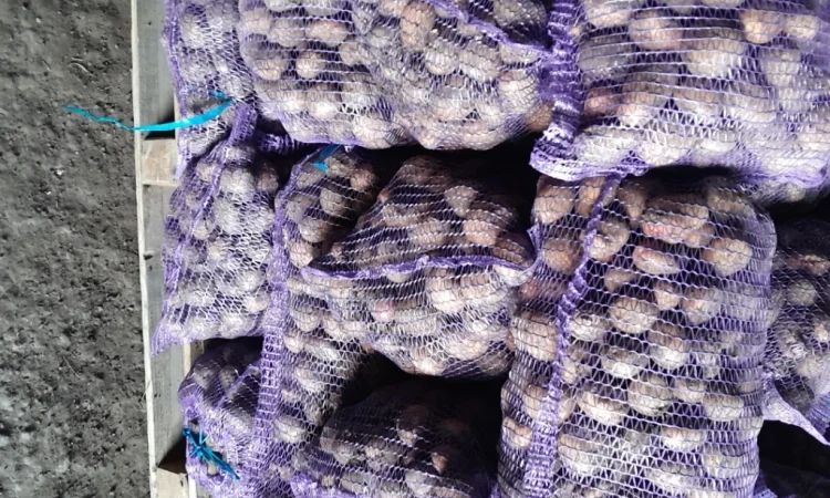 Продаж насіння картоплі Арізона і Пікассо - фото № 2
