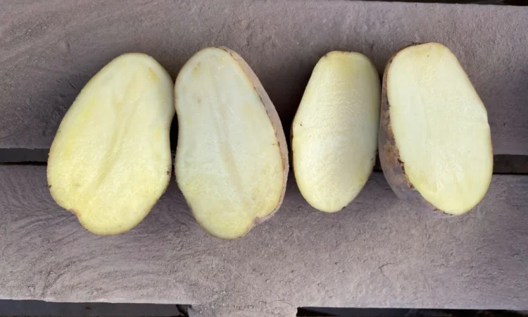 Продается посадочная картошка сорта Мелоді - фото № 2