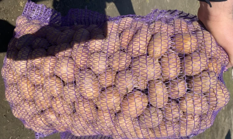 Продается посадочная картошка сорта Мелоді - фото № 3