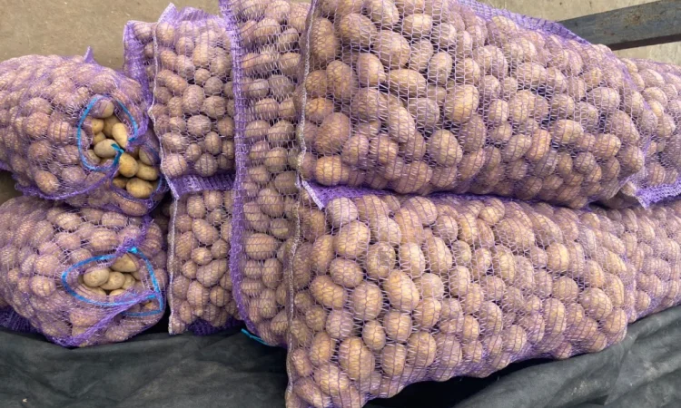 Продается посадочная картошка сорта Мелоді - фото № 4