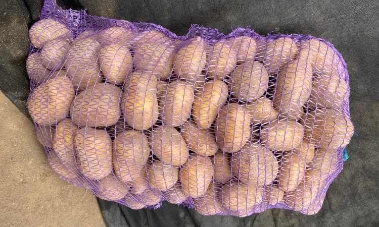 Продается посадочная картошка сорта Мелоді - фото № 5