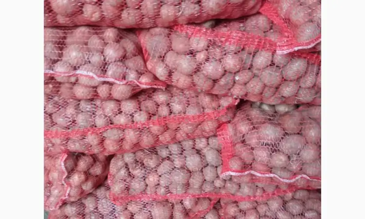 Насіннєва картопля Белароса 2 репродукція 2.5 т - фото № 2