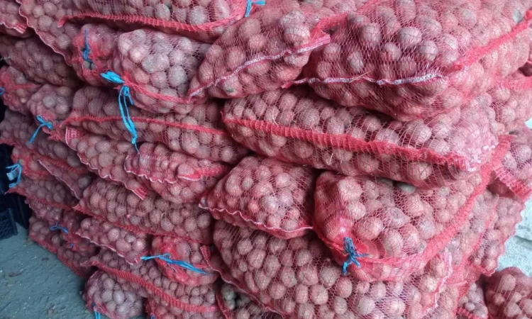 Насіннєва картопля сорту Белароса, 2 репродукція, 2.5 т - фото № 3