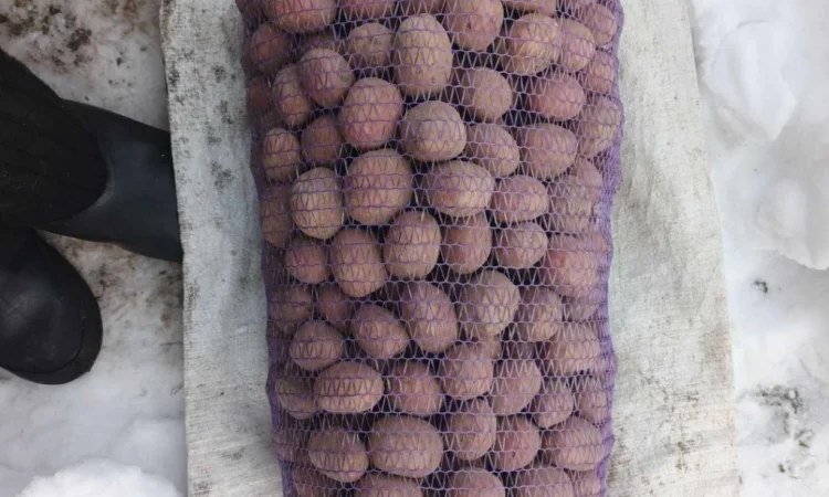 Продажа посадочного картофеля сортов Гранада, Белороса, Королева Анна, Саншайн - фото № 1