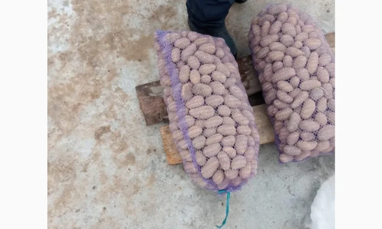 Продажа посадочного картофеля сортов Гранада, Белороса, Королева Анна, Саншайн - фото № 2