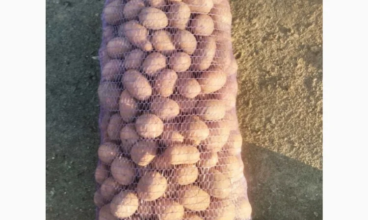 Пропонується насіннева картопля сортів Бела Роса та Княгиня - фото № 1