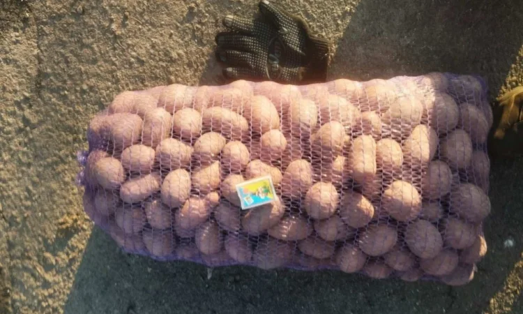 Пропонується насіннева картопля сортів Бела Роса та Княгиня - фото № 2