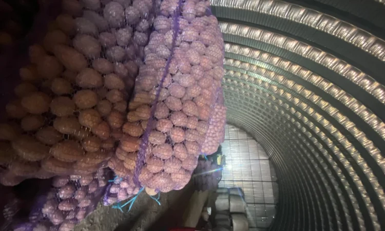 Пропонується посадковий картопля сорт Белароса - фото № 1