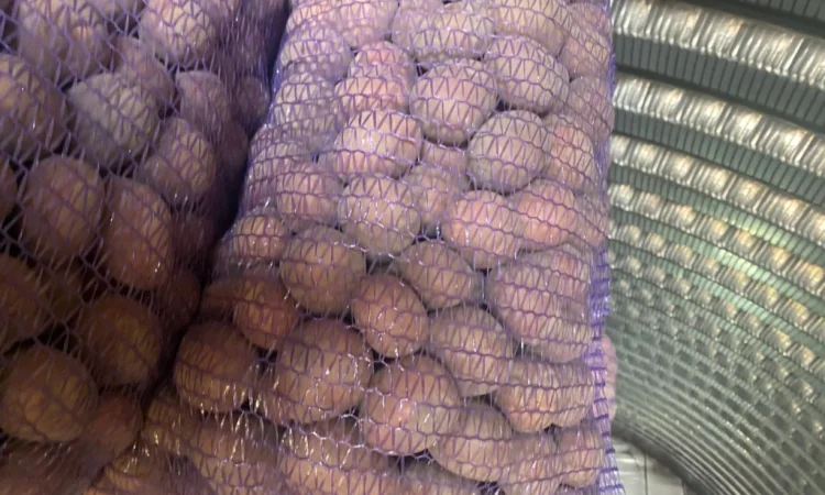 Пропонується посадковий картопля сорт Белароса - фото № 2