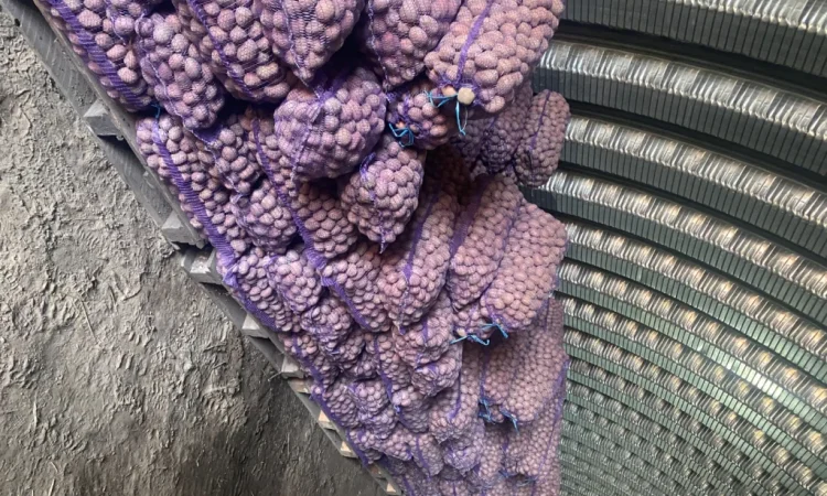 Пропонується посадковий картопля сорт Белароса - фото № 3