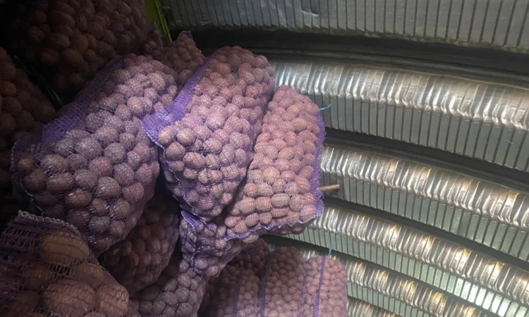 Пропонується посадковий картопля сорт Белароса - фото № 4