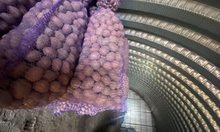 Пропонується посадковий картопля сорт Белароса - фото № 5