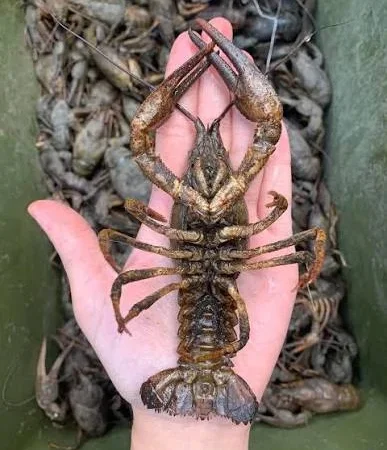 Пропоную живих раків та варимо на замовлення - фото № 1