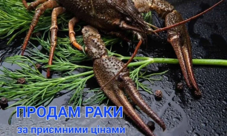 Мальок рака для розведення в Черкасах - фото № 1