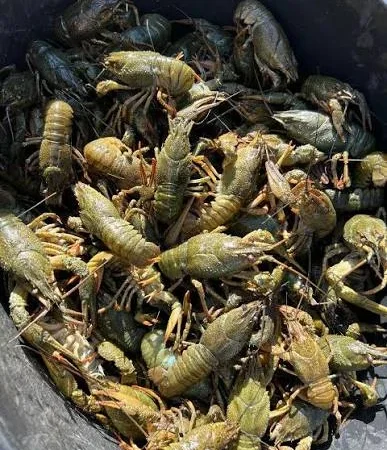 Пропонуються свіжі раки живі та варені - фото № 1