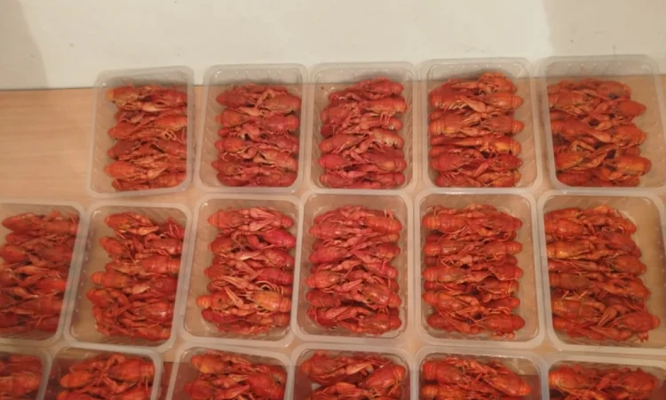 Продаж вареноморожених раків оптом - фото № 7