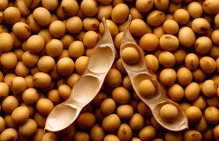 Закуповуємо СОЮ (НЕ ГМО). Швидка оплата - фото № 1