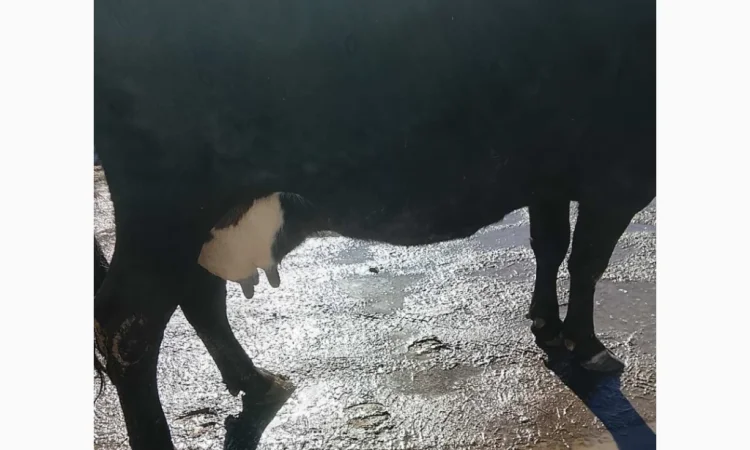 Пропонується розтеляна корова - фото № 1