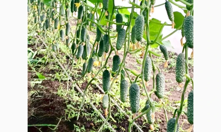 Огурцы Олександрівський – тепличные сорта в продаже - фото № 2