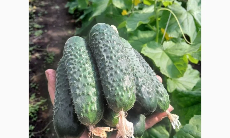 Огурцы Олександрівський – тепличные сорта в продаже - фото № 4