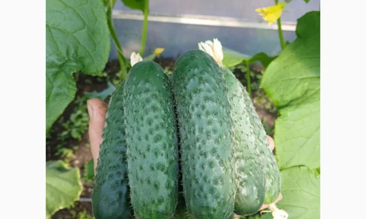 Огурцы Олександрівський – тепличные сорта в продаже - фото № 1