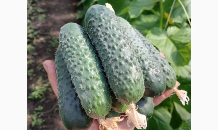 Огурцы Олександрівський – тепличные сорта в продаже - фото № 6