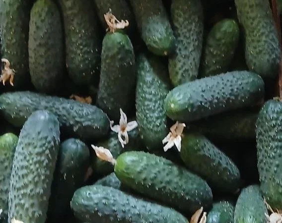 Огурцы Олександрівський – тепличные сорта в продаже - фото № 5