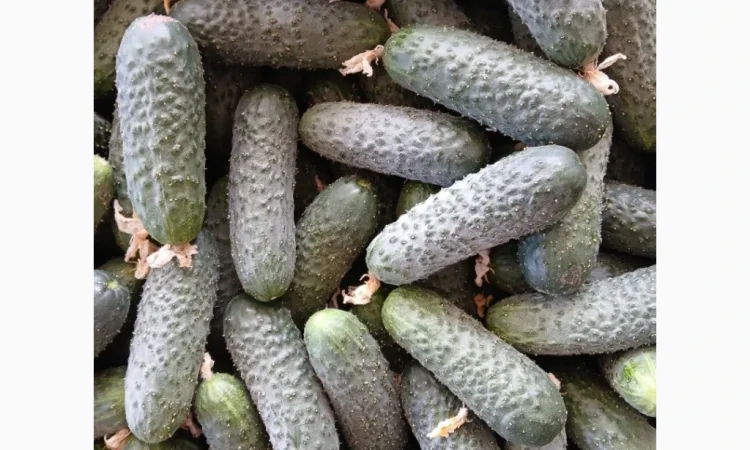 Огурцы Олександрівський – тепличные сорта в продаже - фото № 7