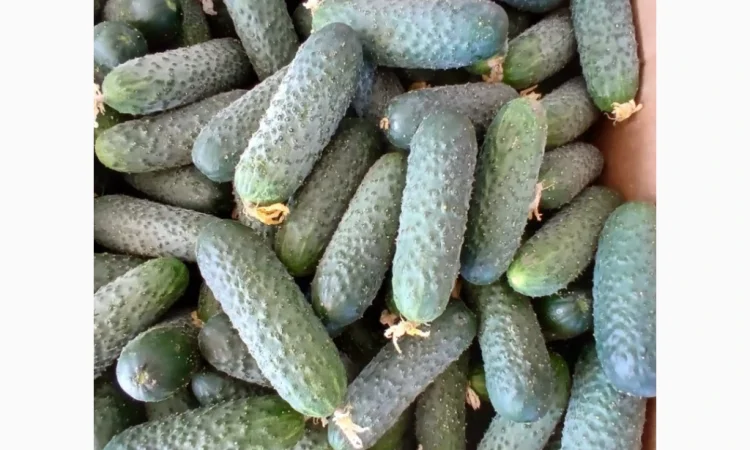 Огурцы Олександрівський – тепличные сорта в продаже - фото № 3