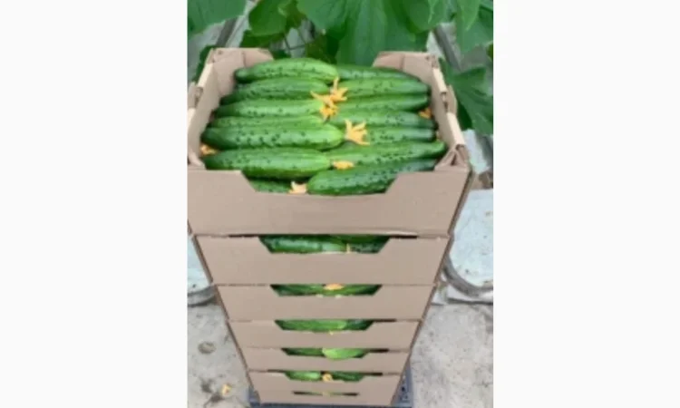 Огурец Эстафета - фото № 1