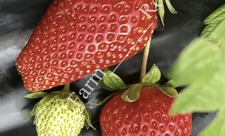 Покупка клубники из теплиц - фото № 1