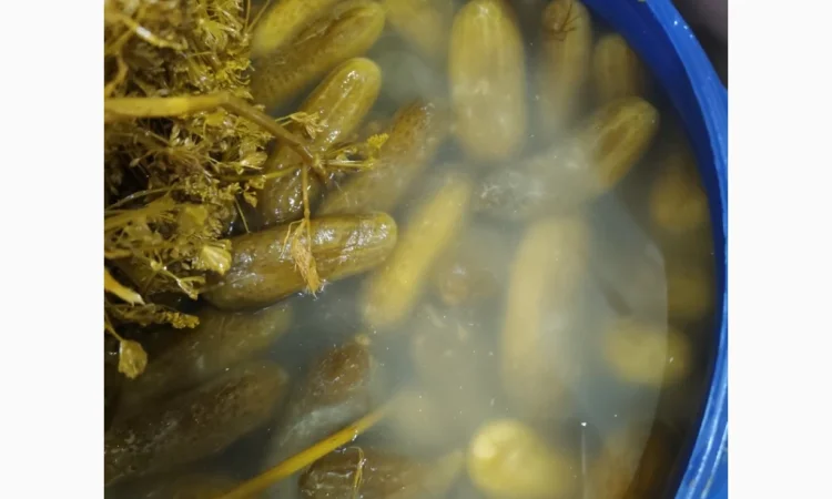 Предлагаем огурец квашеный 6-9; 9-12.Торг.Опт 14т.Цена с ндс - фото № 1