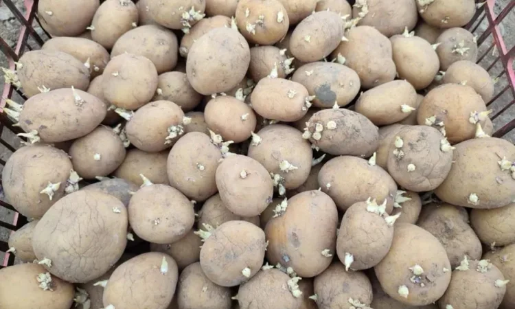 Картофель ранний сорт Ривьера - фото № 1