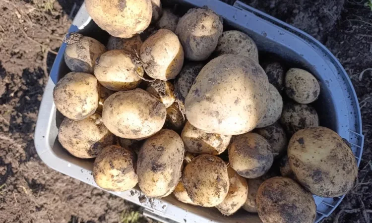 Посадкова картопля Рів'єра та інші сорти - фото № 1