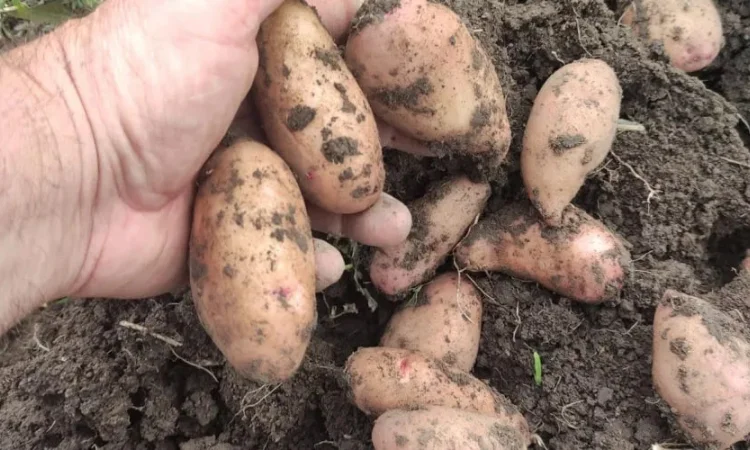 Продажа семенной картошки различных сортов - фото № 1