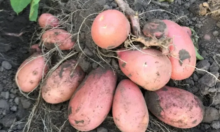 Насіння картоплі Дельфіне і Рев'єра (2 - репр.) - фото № 1