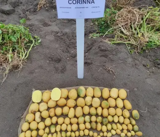 Насіннєву картоплю ревєра 1 репродукція - фото № 1
