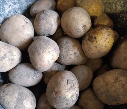 Картопля раннього сорту Рів'ера - фото № 1