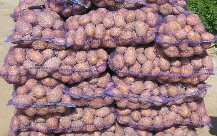 Картопля сортів "Біла роса" та "Санте" з доставкою - фото № 1