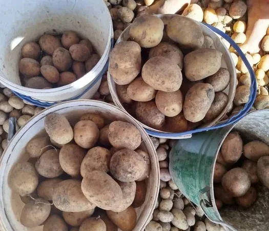 Картопля Санте, Тайфун, Біларосса у продажу - фото № 1